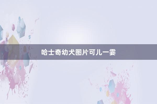 哈士奇幼犬图片可儿一霎